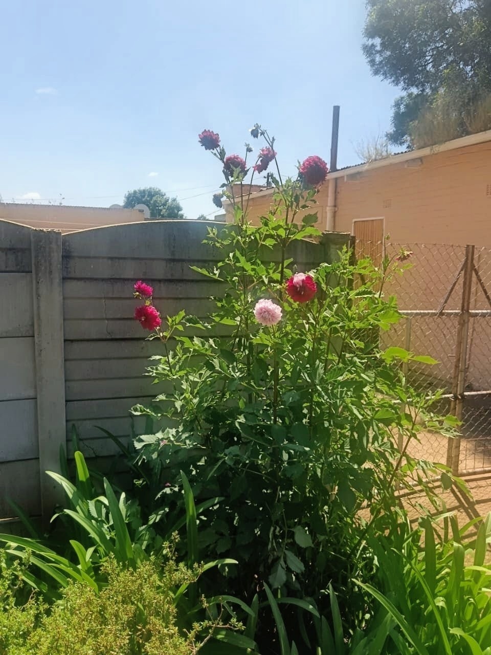 Spacious 3-Bedroom Family Home In Carletonville – Perfect Fixer-Upper!